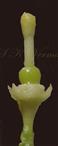  Pistil